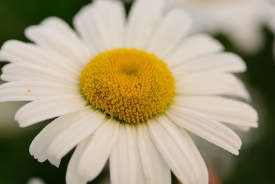 Close-up of white flower 