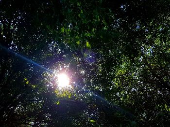 Low angle view of sunlight streaming through trees in forest