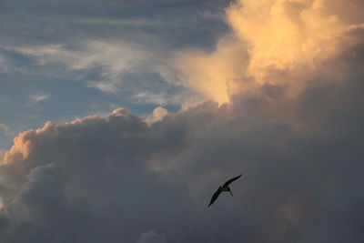 Low angle view of silhouette bird flying against sky