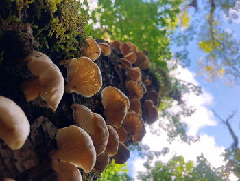 Close-up of mushrooms growing on tree trunk