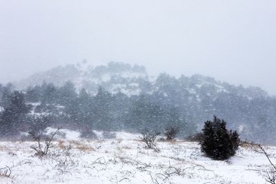 Trees on landscape against clear sky