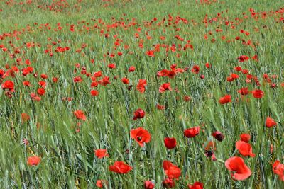 Close-up of red poppies