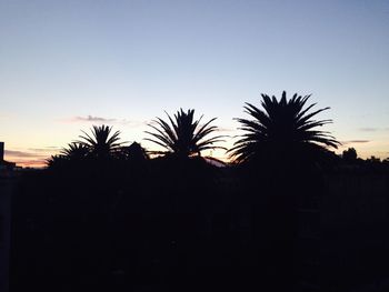 Silhouette palm trees at sunset