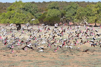 Flock of birds flying over land