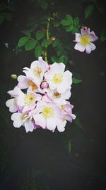 Close-up of white flowers