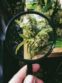 Close-up of hand holding plant