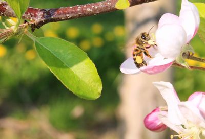 Close-up of bee on flower