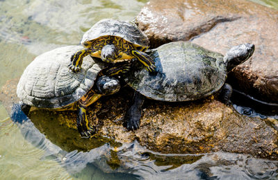 High angle view of tortoise on rock by lake