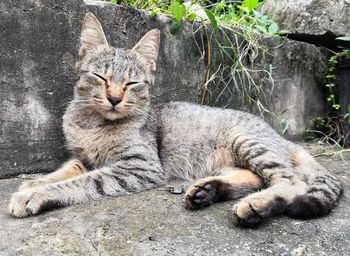 Portrait of cat resting