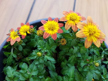 High angle view of yellow flowering plant