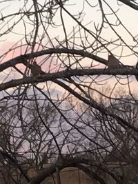 Close-up of bare tree in winter