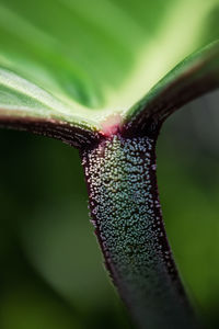 Close-up of snake on plant