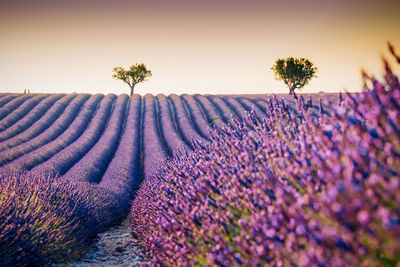 Scenic view of lavender field against sky