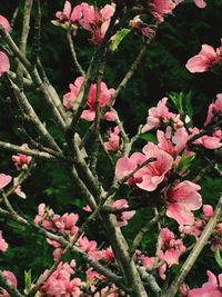 Close-up of pink flowers