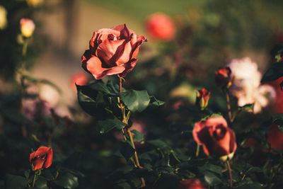 Close-up of red flowers