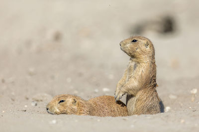 Prairie dogs on field