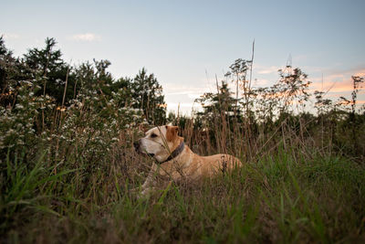 Dog relaxing on field against sky