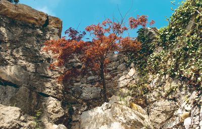 Low angle view of autumn leaves on rock against sky