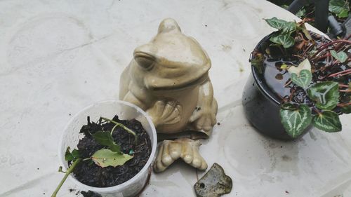 High angle view of potted plant