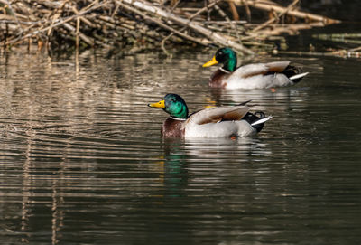 Duck swimming in lake