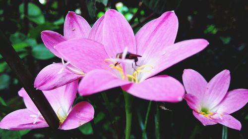 Close-up of pink flowers blooming outdoors