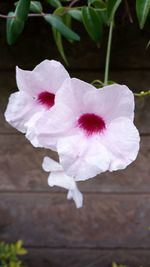 Close-up of pink flowers