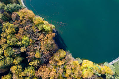 High angle view of coral in sea