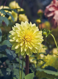 Close-up of yellow flowering plant