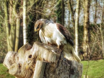 Close-up of sparrow perching on wooden post
