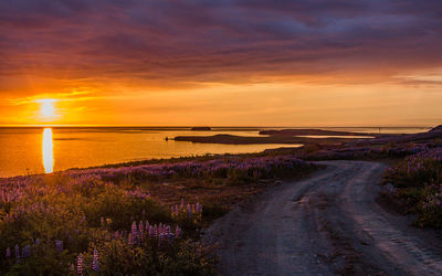 Orange gold summer midnight sun over the ocean and fields of lupine flowers near husavik iceland