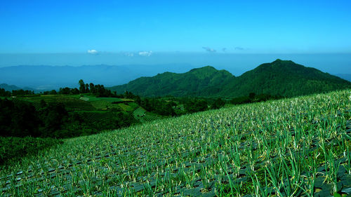 Scenic view of agricultural field against sky