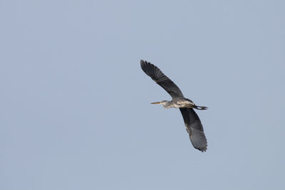 Low angle view of seagull flying