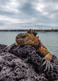 Close-up of lizard on rock at shore against cloudy sky