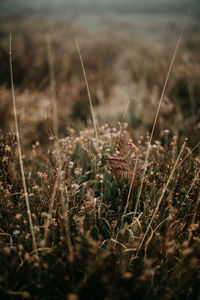 Close-up of grass growing on field