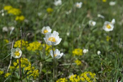 Close-up of white flowering plant on field