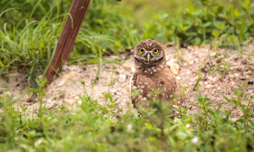 Portrait of bird on land