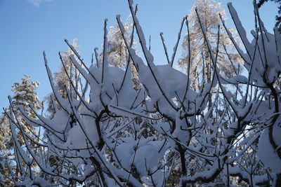 Low angle view of bare tree against sky