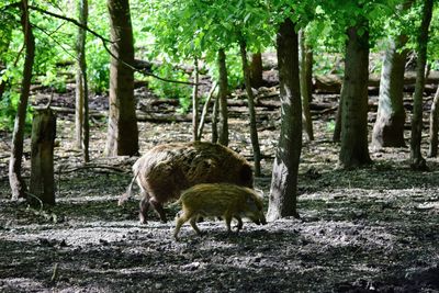 Sheep in a field