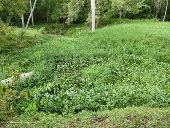 Scenic view of trees growing on field