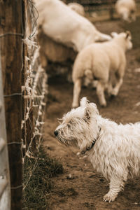 Dog lying on land