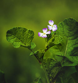 Close-up of purple flowering plant