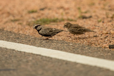 Close-up of birds on the ground