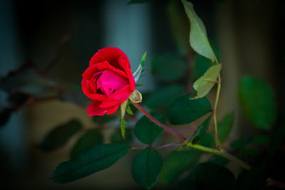 Close-up of red rose blooming outdoors