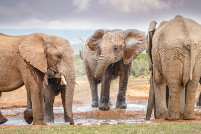 Elephants on land against sky