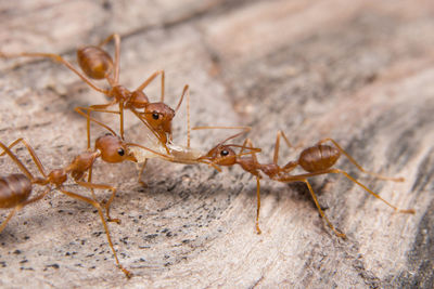 Close-up of ant on wood