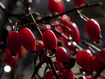 Close-up of cherries growing on tree