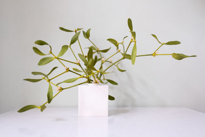 Close-up of potted plant on table