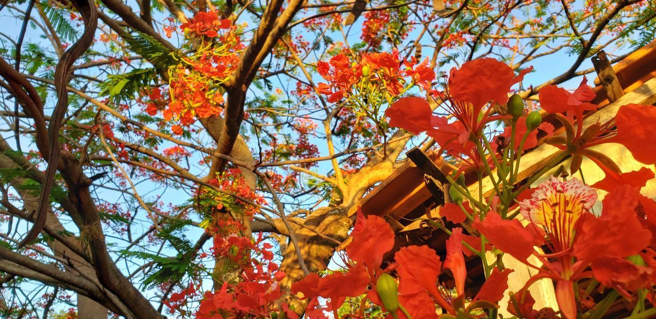 LOW ANGLE VIEW OF ORANGE FLOWERING TREE AGAINST SKY