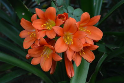 Close-up of pink flower