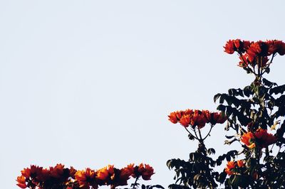 Low angle view of flower trees against clear sky